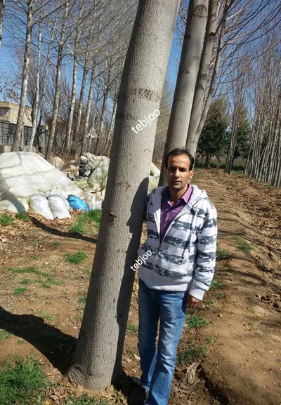 طرح توجیهی زراعت چوب پالونیا هیبرید اصلاح شده طب جو سال 1400 نهال پالونیا از قلمه پالونیا هیبرید قیمت درخت پالونیا 